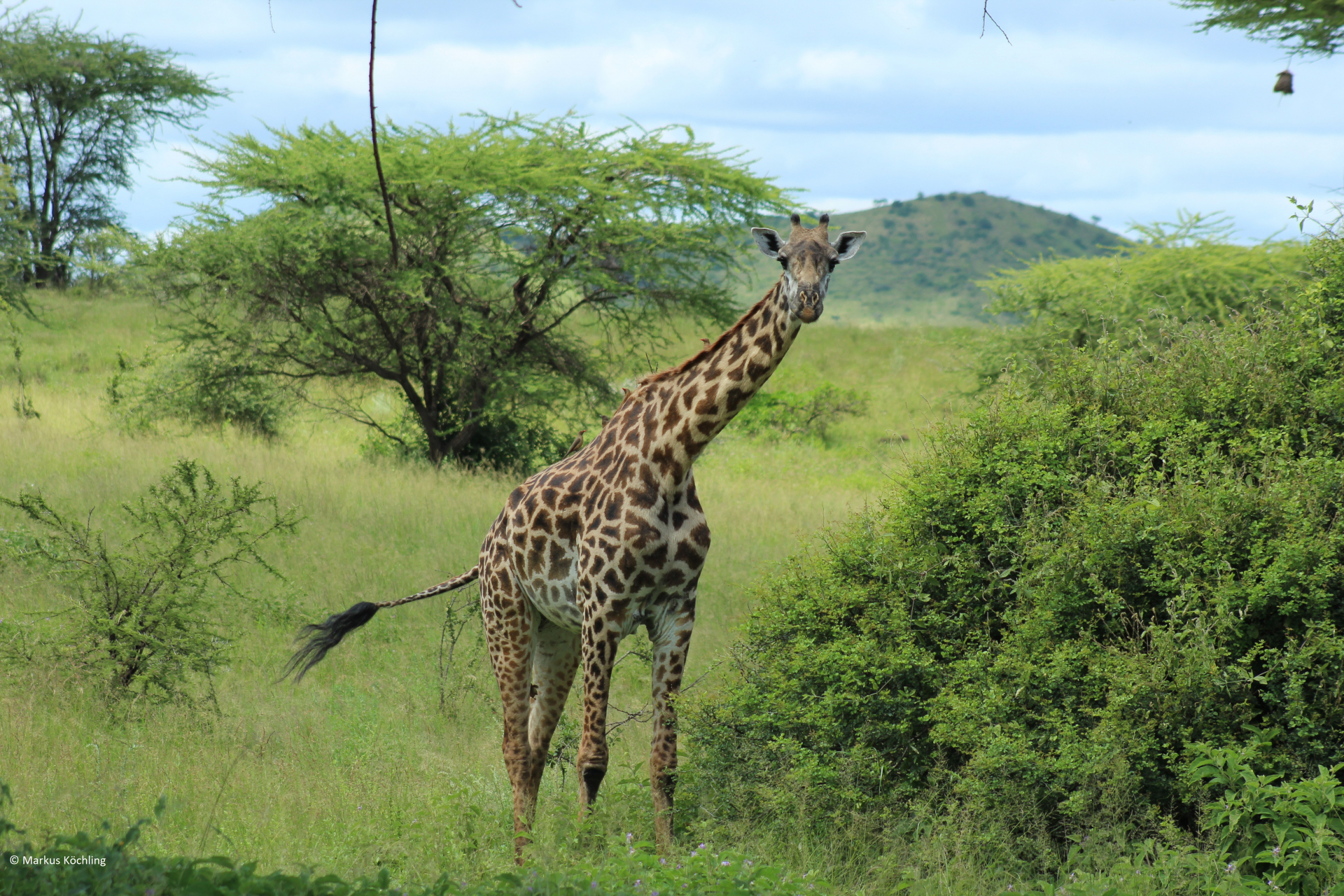 Abenteuer Kenia - Die Reise Ihres Lebens!