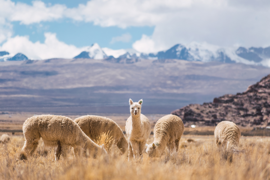 Abenteuer Peru